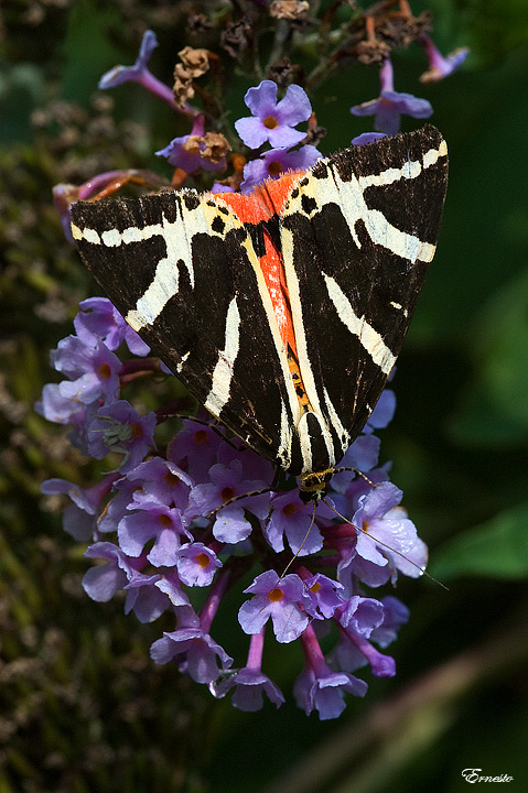 Euplagia quadripunctaria